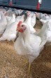 Sikapi Kenaikan Harga Daging Ayam , Pemko Pekanbaru Segera Panggil Pemasok
