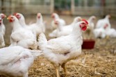 Kenaikan Harga Ayam Potong Terjadi di Sejumlah Kabupaten Kota di Riau