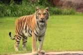 Harimau Muncul di Dermaga PT SPA Serapung Pelalawan