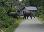 Satu Blok Mes Karyawan PT Arara Abadi Hancur Diseruduk 11 Gajah Sumatra