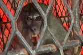 BBKSDA Riau Tangka Monyet Liar Yang Meresahkan  Warga
