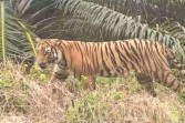 BBKSDA Riau Pastikan Informasi Kemunculan Harimau di Pasir Putih Kampar Hoaks