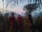 Kemarau El Nino, Lahan Terbakar di Pekanbaru Capai 38 Hektare Lebih