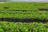Progres Program M4CR Capai 3.361 Hektare, 11,5 Juta Bibit Tertanam di 5 Kabupaten