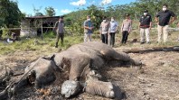 Seekor Gajah Liar Kemnbali Ditemukan Mati di TNTN