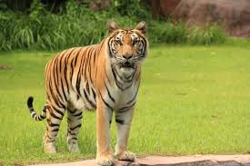 BBKSDA Riau Turunkan Tim Mitigasi ke Lokasi Serangan Harimau di Pelalawan
