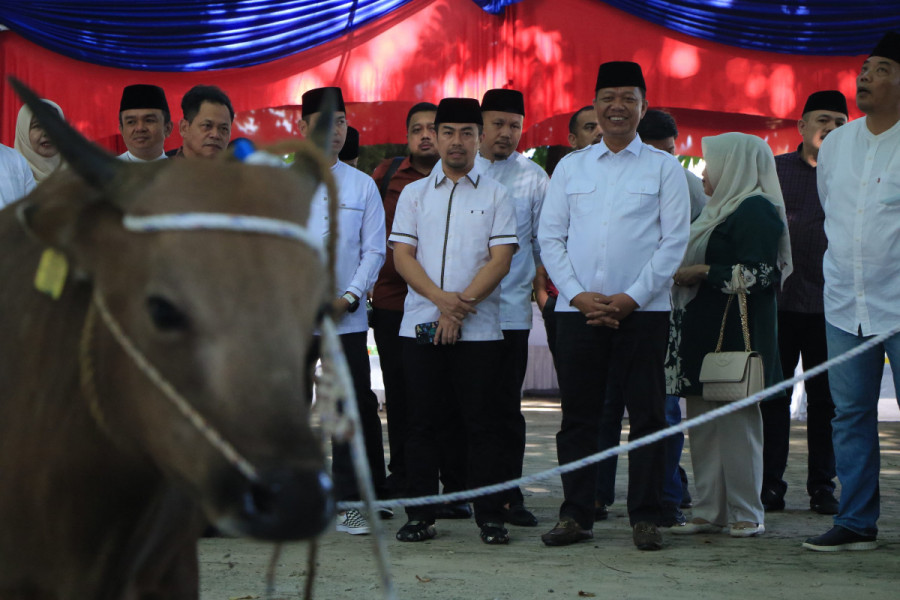 Pj Walikota Saksikan Penyembelihan  34 Ekor Hewan Kurban