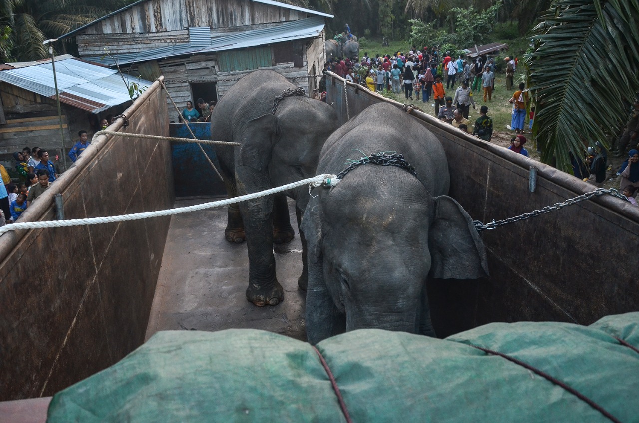 Bantu BBKSDA Riau Translokasi Gajah Liar, KPBD Inhu Terjunkan 30 Personil