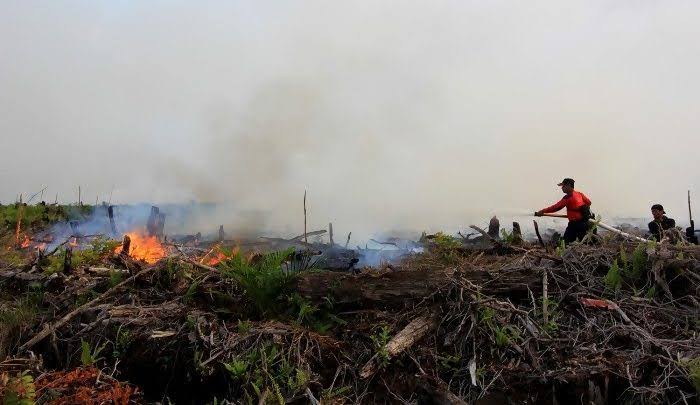 Polres Rohil Tangkap Pembakar Lahan, Akan Jadikan Kebun Sawit