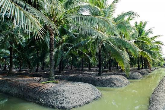 Pemprov Riau Percepat Peremajaan Kelapa, 2.143 Hektare Sudah Ditanami