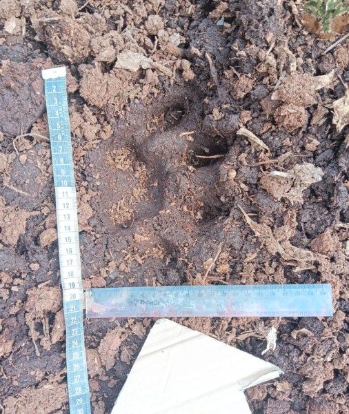 Bocah di Pelalawan Riau Tewas Diterkam Harimau Sumatera