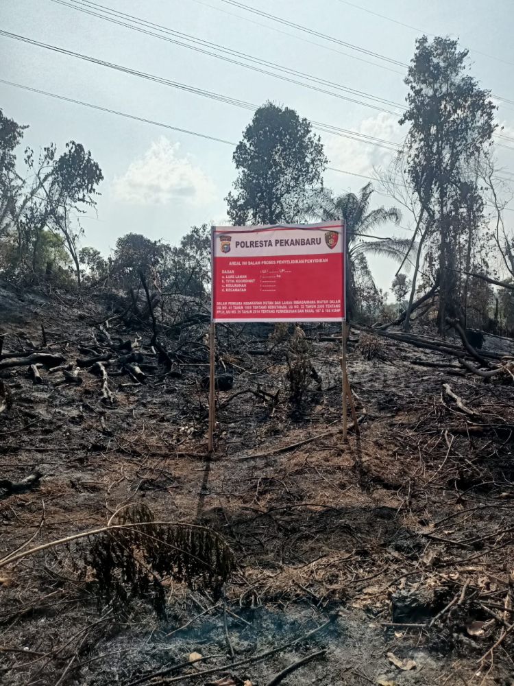 Bakar Lahan Milik PT Pertamina Hulu Rokan,Petani Sayur Ditangkap