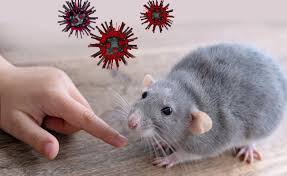 Belum Ditemukan Kasus Hantavirus di Riau, Masyarakat Diminta Tetap Waspada