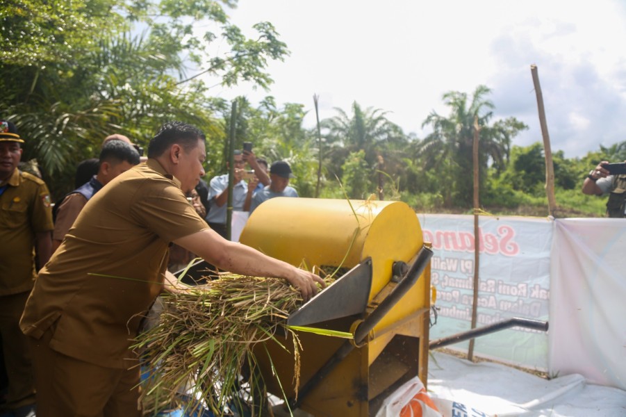 Wakil Wali Kota Panen Raya Padi di Kampung Wisata Pengambang Rumbai Timur