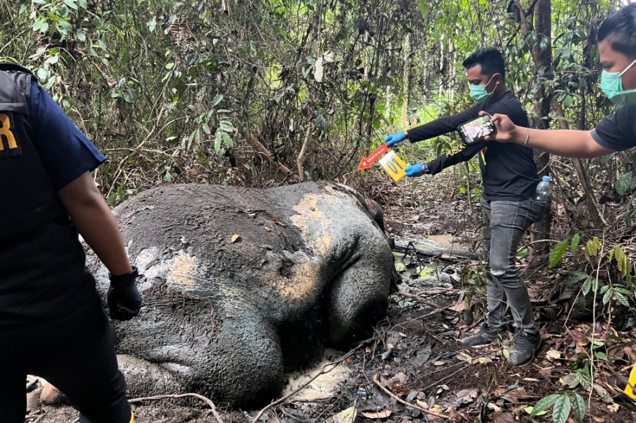 Gajah Sumatra Mati Mengenaskan di Areal Konsesi, Bagian Kepala Hilang