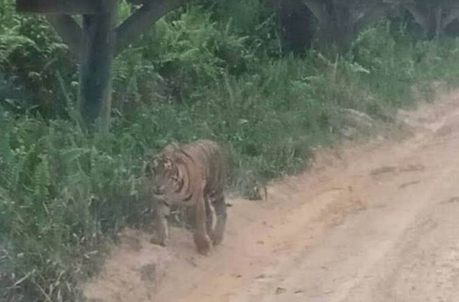 BBKSDA Pastikan Soal  Penampakan Harimau  di Siak