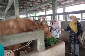 Terjangkit PMK, 193 Sapi di Riau Berhasil Sembuh