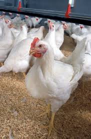 Sikapi Kenaikan Harga Daging Ayam , Pemko Pekanbaru Segera Panggil Pemasok