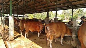 5 Fakta Sapi 'Sultan' Termahal di Dunia, Sel Telur Dijual Rp4 M