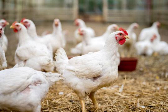 Kenaikan Harga Ayam Potong Terjadi di Sejumlah Kabupaten Kota di Riau