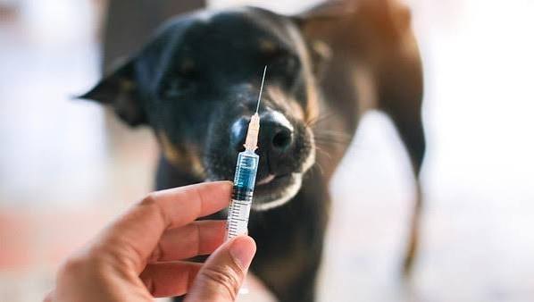 Dinas PKH Riau Gelar Bulan Vaksinasi Rabies 2026