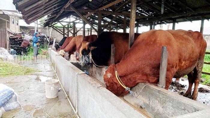 Antisipasi PMK di Pekanbaru, Distankan Ajukan Tambahan 600 Dosis Vaksin
