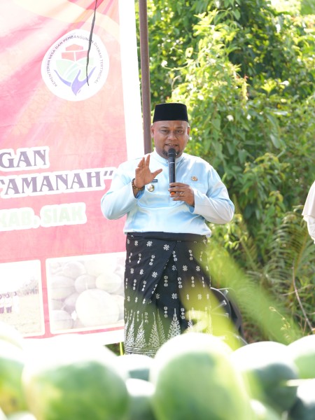 Bumkam Kota Ringin Panen 30 Ton Semangka, Jadi Model Ketahanan Pangan Siak.