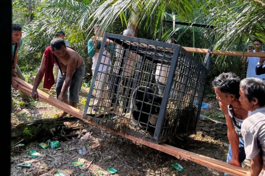 Polisi Selamatkan Warga dari Beruang Madu di Inhu