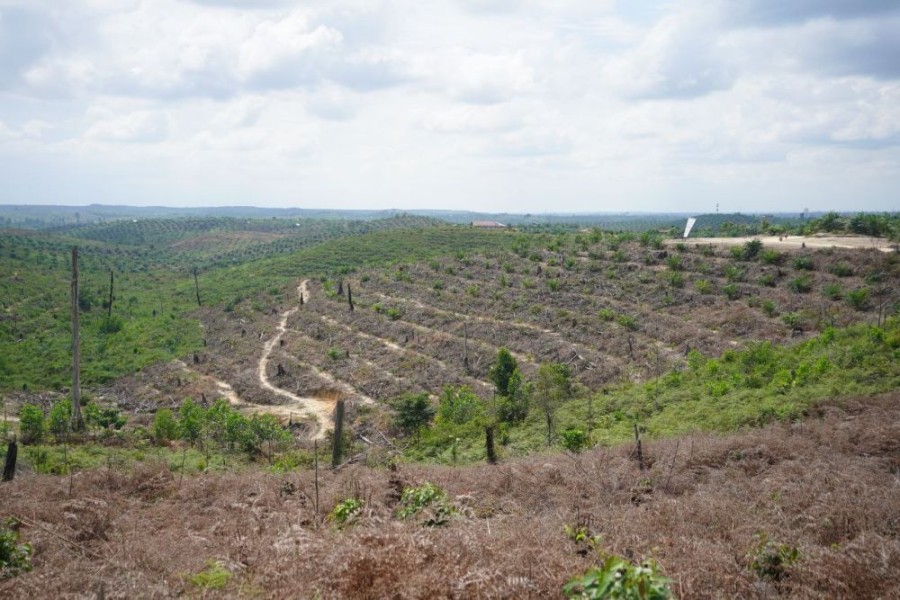 Kelompok Tani Kembalikan 415 Hektare Kebun Sawit di Kawasan TNTN ke Negara