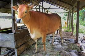 304 Kasus Penyakit Mulut dan Kuku Ditemukan di Riau