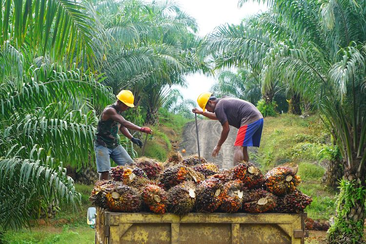 Harga Sawit di Riau Naik Hampir Sentuh Rp4 Ribu