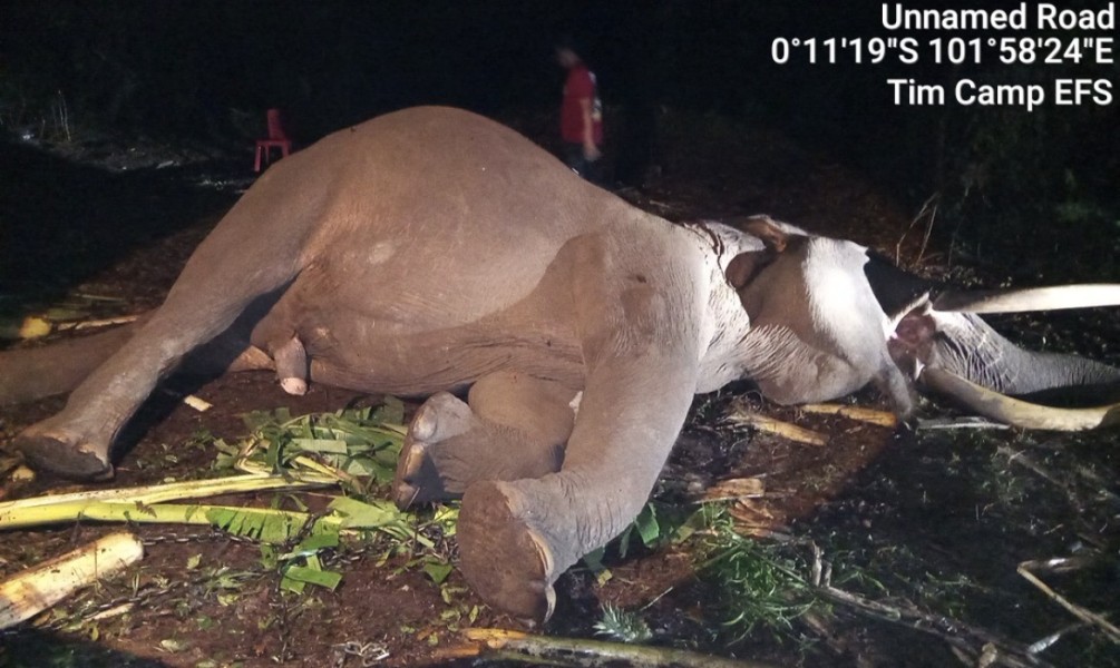 Gajah Jinak Indro Tewas di Camp Flying Squad TNTN