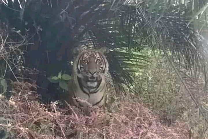 Tim BBKSDA Riau Telusuri Jejak Harimau di Pelalawan