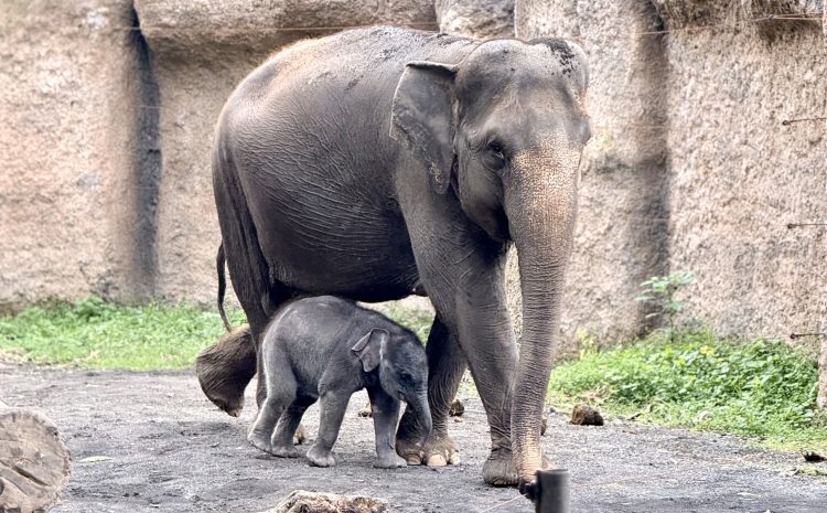 Konflik Satwa di Bengkalis: Remaja 18 Tahun Terluka Usai Terkena Tendangan Gajah Liar