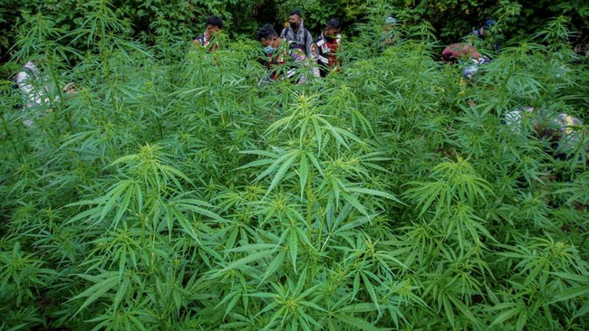 TNI dan BNN Musnahkan Ladang Ganja 3 Hektare di Gayo Lues Aceh