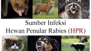 Dinas Peternakan dan Kesehatan Hewan Riau Gelar Vaksinasi Rabies