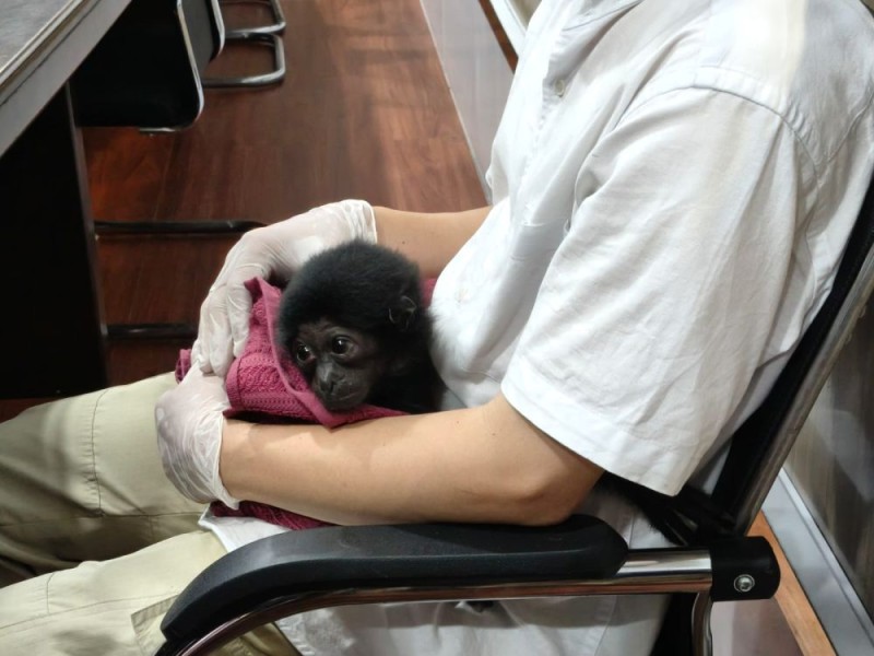 Polisi Bongkar Jual Beli Satwa Dilindungi di Riau, Owa Dijual Rp 10 Juta