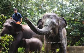 BBKSDA Riau Gunakan Teknologi GPS Collar di TNTN