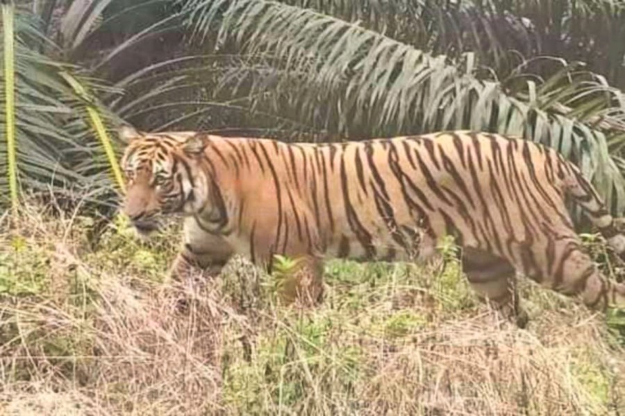 BBKSDA Riau Pastikan Informasi Kemunculan Harimau di Pasir Putih Kampar Hoaks