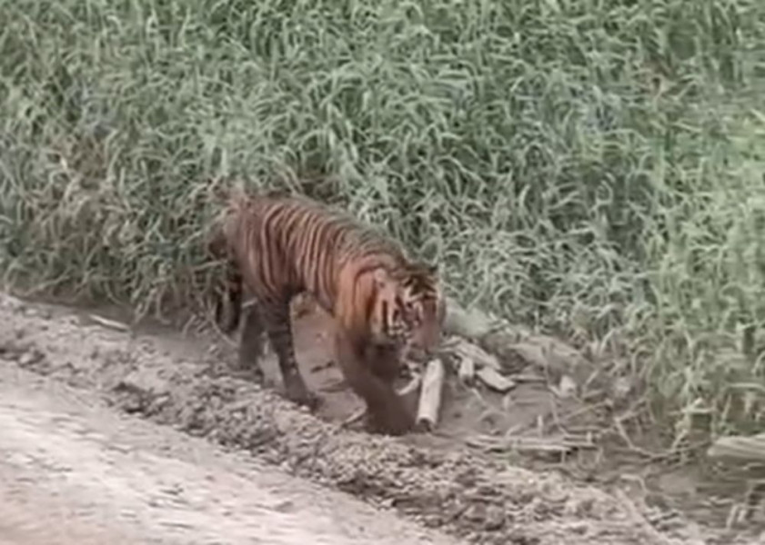 Viral Video Harimau Muncul di Area Konsesi Pelalawan