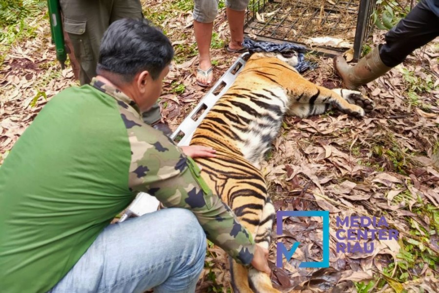 Tewaskan Pekerja di Pelalawan, BBKSDA Evakuasi Harimau Sumatera
