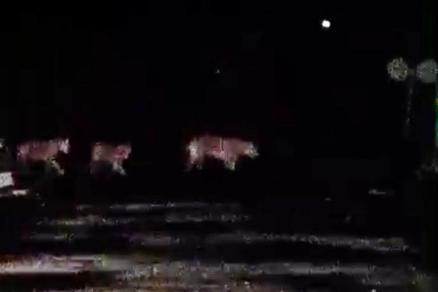BBKSDA Riau Benarkan Munculnya 4 Harimau di Semenanjung Kampar
