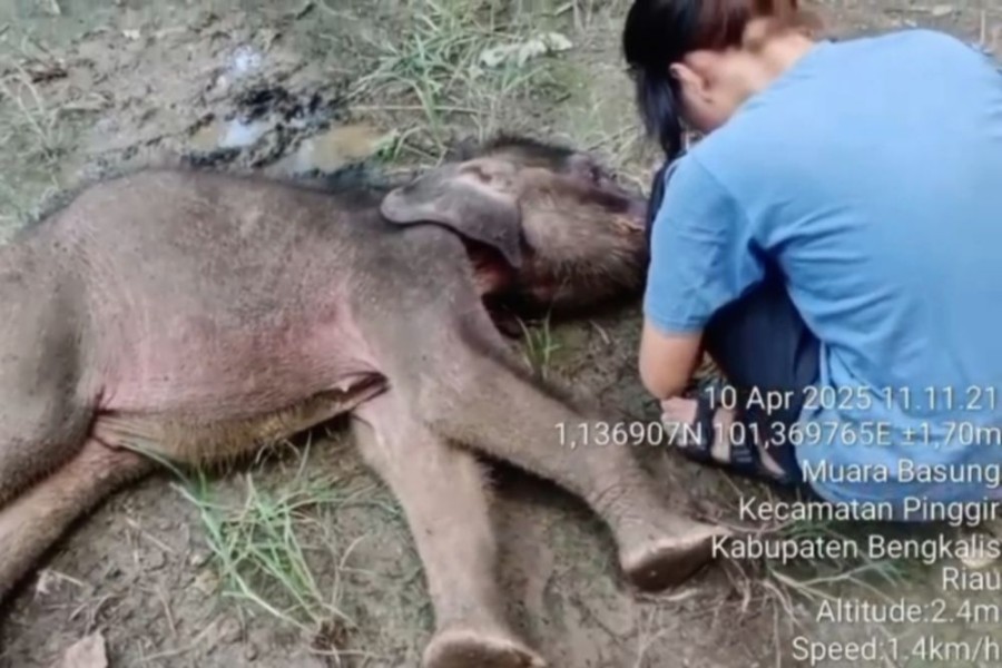 Gajah Umur 4 Bulan Ditemukan Mati di Kabupaten Bengkalis