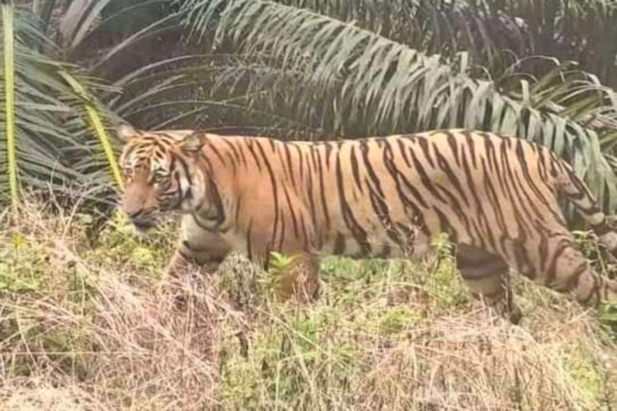 Mencekam Harimau Sumatera Masuk Camp Pekerja PBPH