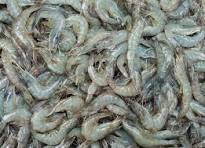 Senator AS Sebut Makan Udang Terkontaminasi dari RI Bikin Jadi 'Alien'