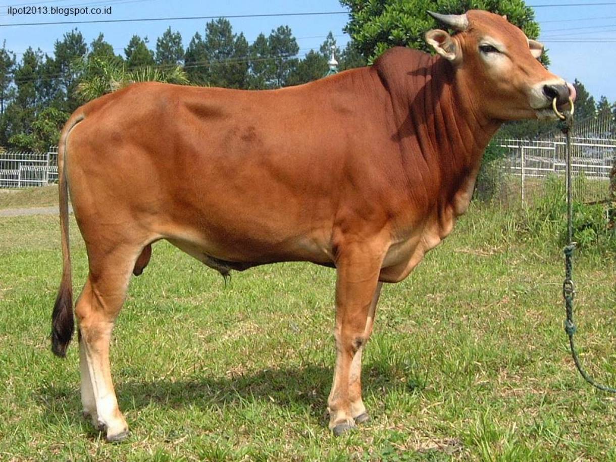 Harga Daging Naik, Distanak Pastikan Pasokan Sapi Mencukupi