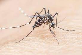 Kasus Malaria di Inhil Terus Meningkat