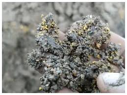 Turis China Ketiban Rejeki, Temukan Emas 10 Gram dalam Perut Bebek