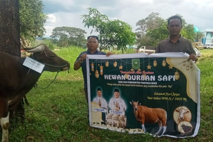 Gubri Abdul Wahid Salurkan 131 Sapi Kurban ke Penjuru Riau