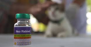 Warga Pekanbaru Bisa Dapatkan Vaksin Anti Rabies  Gratis di Puskesmas